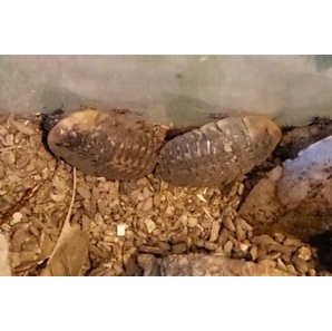 ジャイアントウッドローチ 大き目(5〜7cm)幼体10匹セット ペット用ゴキブリ エサ用ゴキブリ ゴキブリ最大の画像1