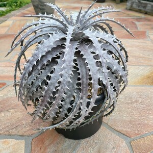 Dyckia 'Throwing Star' ディッキア スローイングスター 親株