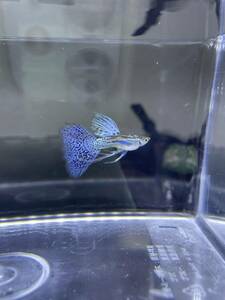 * blue glass 3 pair ribbon female 2 pcs Guppy *