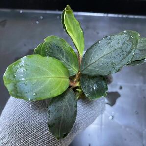 【TB便正規タグ付】Bucephalandra sp. "Pearl gray" ブセファランドラの画像7