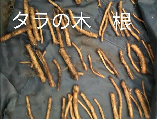 たらの根　無農薬