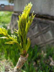 たらの芽　無農薬