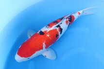 【魚酔#0295】阪井養魚場産 大正三色 2020年生 65cm メス_画像4