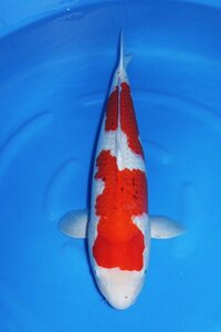 【魚酔#CN277】紅白 2021年産 67cm メス