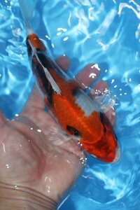 【魚酔#0294】【動画あり】幅が違う！ セミショート個体！ 面迫養鯉場産 金昭和 2023年生 21cm