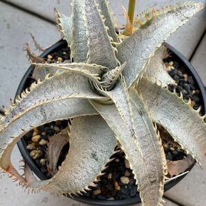 100粒　新鮮種子Dyckia T-REXティーレックス