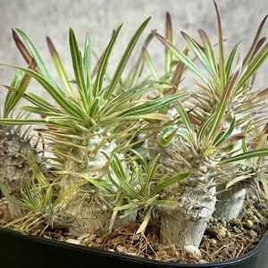 【2023年播種】パキポディウム・グラキリス ”象牙宮”⑤ 9株(Pachypodium rosulatum var. gracilius) /塊根植物 コーデックス