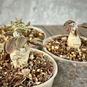 ユーフォルビア・アンボボンベンシス③ 3株 (Euphorbia ambovombensis)/塊根植物 コーデックス マダガスカル