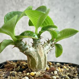 【2023年播種】パキポディウム・ウィンゾリー⑧(Pachypodium baronii var.windsorii) / 塊根植物 コーデックス 多肉植物