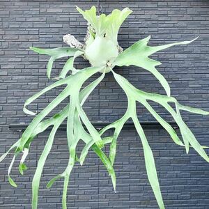 Platycerium Sukekiyo/ staghorn fern skekiyo