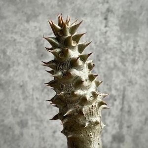 【2021年播種】パキポディウム・バロニー② (Pachypodium baronii var.baronii )/塊根植物 コーデックス