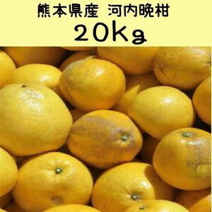 【送料無料◎1スタ!】熊本県産 河内晩柑 完熟木成 箱込み約20kg 家庭用