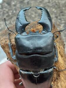  very thick .. Mugen sma tiger common ta larva 5 head set common ta stag beetle 