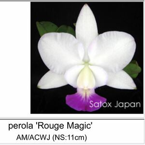 洋蘭原種 ST-314　C. walkeriana perola 'Rouge Magic No.1' × perola-picotee 'Love Blush' セレクト苗 2リード