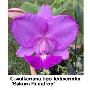 洋蘭原種 ST-189 C.walkeriana tipo 'Sakura RainDrop' x tipo 'Baron' 　雫整形花期待未開花苗