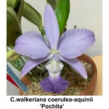 洋蘭原種 C.walkeriana coerulea-aquinii ‘Pochita’　OG_画像1