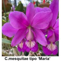 洋蘭原種 C. mesquitae tipo 'Maria' OG ナトラル 超大株 2リード_画像1