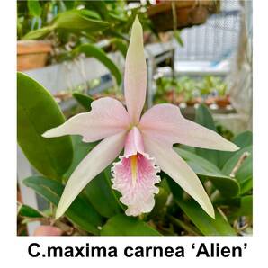 洋蘭原種 C.maxima carnea 'Alien' OG 希少個体 マキシマ カーネア ’エイリアン' 珍しいサーモンピンク色の画像1