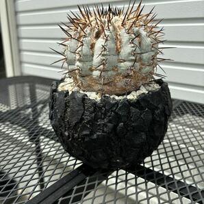 厳選 コピアポア 黒王丸 コレクション株 copiapoa サボテン 多肉植物 の画像3