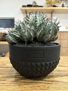 群生株　ユーフォルビア ホリダ マジョールボタナイズ鉢　Euphorbia horrida 開花株 子株付き アフリカ原産 多肉植物 大株 検 オベサ