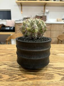 厳選 コピアポア 黒王丸 コレクション株　copiapoa サボテン 多肉植物