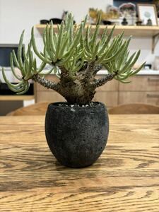 チレコドン ペアルソニー 白象　Tylecodon 塊根植物 多肉植物 大株