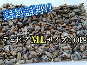 【デュビアMLサイズ】約2～2.5㎝前後200匹 (死着保障分＋1割＝計220匹) 中型爬虫類・両生類・肉食魚の餌にどうぞ！