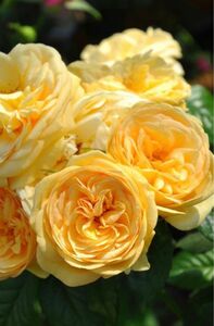 四季咲きバラ　黄色系　中香　蕾付き　挿し木苗B
