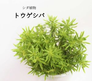 トウゲシバ（シダ植物）　パルダリウム、ビバリウム、苔テラリウム等