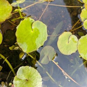 水草　アサザ　1株