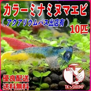 【TKシュリンプ】(宅急便配送 送料無料) カラーミナミヌマエビ 10匹 (検索用 ミナミヌマエビ チェリーシュリンプ アナカリス メダカ 金魚)の画像1