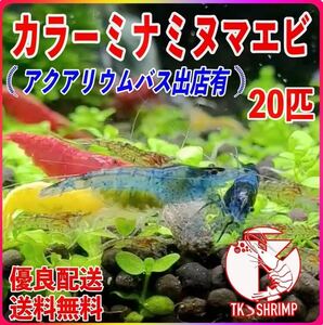 [TK shrimp ]( takkyubin (home delivery service) delivery free shipping ) color mi Nami freshwater prawn 20 pcs ( for searching mi Nami freshwater prawn Cherry shrimp hole ka squirrel me Dakar goldfish )