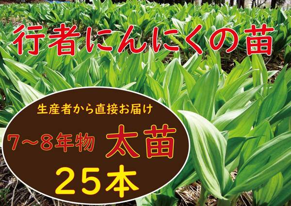 行者ニンニク 7～8年物 太球根苗 25株