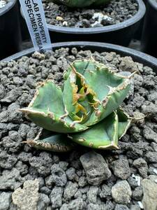 AGAVE TITANOTA 清櫻 SEO セオ 超良血統 LIZE