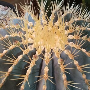 多肉植物 サボテン ブルーバレル カクタス（王冠竜）フェロカクタス Φ凡そ３０cm 色合いも揃えた素敵な鉢付き つぼみも付いてますの画像4