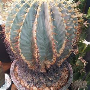 多肉植物 サボテン ブルーバレル カクタス（王冠竜）フェロカクタス Φ凡そ３０cm 色合いも揃えた素敵な鉢付き つぼみも付いてますの画像6