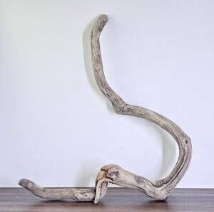  nature driftwood * curve stick type *.. disinfection ending [40×50×12cm] aquarium aquarium layout reptiles breeding interior objet d'art hanging weight lowering hanger .