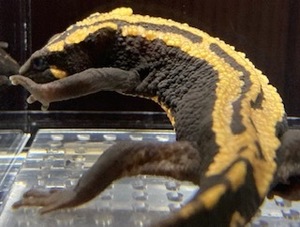 la male kob newt *19cm NO155