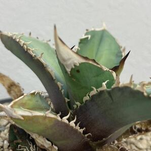 AGAVE TITANOTA NO NAME アガベ チタノタ  札落ち 多肉植物 の画像4