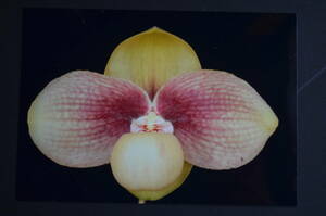 No.1352洋蘭　パフィオ　原種　　Paph. hangianum×sib