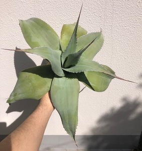 [100 jpy start ] agave over tifo rear bungee W approximately 40cm large stock (chitanotao terrorism i over ti Hori a