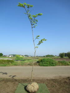 *. garden. accent .[ deciduous tree ]*ko is uchiwa maple 260cm* single tree stock *