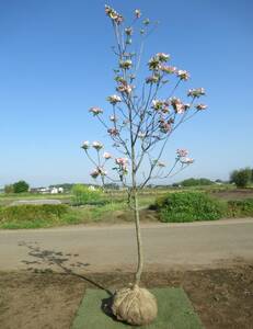 ◇趣きある樹形が素敵『落葉樹』◇人気◇ハナミズキ(赤花)２５０ｃｍ◇単木株◇