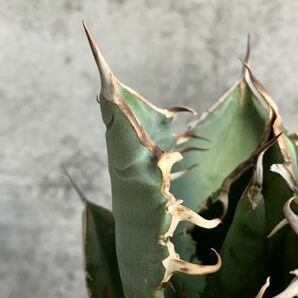 【F7852】S級極上選抜株！Agave Titanota ITALIY イタリア産極上選抜株！！ アガベ チタノタの画像8