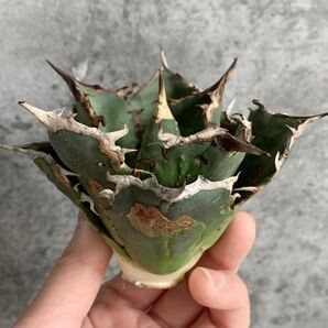 【NN1013】SS級極上ボールタイプ！！【極上ノンネーム チタノタ！強棘 ボール株！！】agave titanota アガベ チタノタの画像3