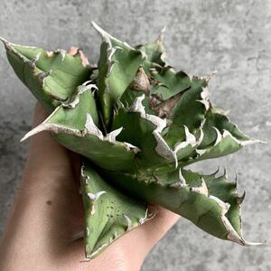 【NN1026】S級極上！！ 【超希少品種！】アガベ チタノタ バラクーダ Agave titanota”barracuda”