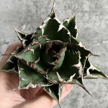 【NN1027】S級極上！！ 【超希少品種！】アガベ チタノタ バラクーダ Agave titanota”barracuda”_画像2