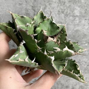 【NN1028】S級極上！！ 【超希少品種！】アガベ チタノタ バラクーダ Agave titanota”barracuda”