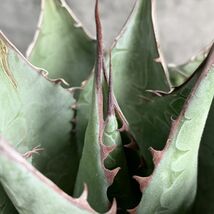 【IR2406】S級！！強棘選抜！ アガベ パラサナ グローブ Agave Parrasana ロングスピン_画像4