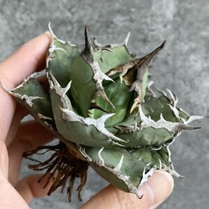 【D1198】SS級極上ボールタイプ！！【極上ノンネーム チタノタ！強棘 ボール株！！】agave titanota アガベ チタノタ